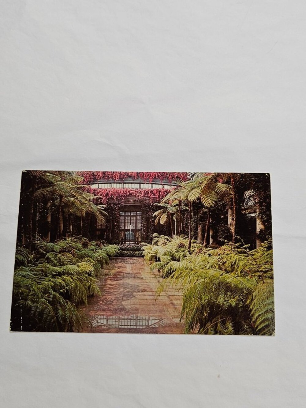 Longwood Gardens Kennett square PA Feathery Tree Ferns Postcard